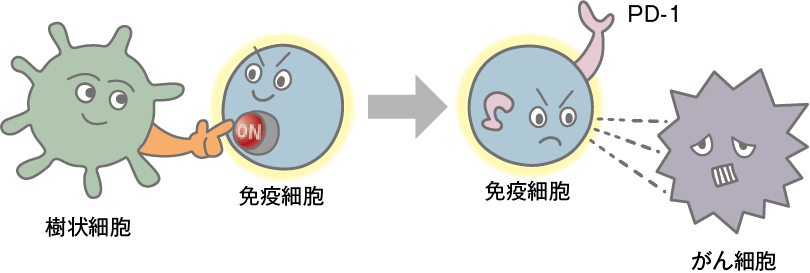 がんに対する免疫の仕組み